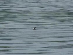 Duck 3-1: HD 1080/60i Stock Footage