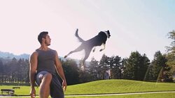 SLO MO Dog catching a ball Stock Footage