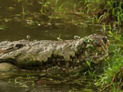 Crocodile Stock Footage