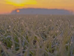 CU DS Hoarfrost On Wheat Plants Stock Footage