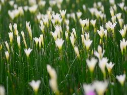 HD:Flower and garden in the park of the central city Stock Footage