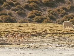 WS TS Shot of group of Vicugna vicugna walking on altiplano in Andes mountains Llama / San Pedro de Atacama, Norte Grande, Chile Stock Footage