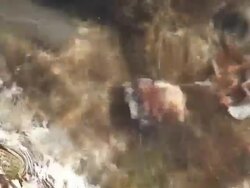 Hermit crab  under the waves Stock Footage