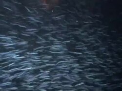 Silversides writhing over reef and attacking camera on night dive, lit by strobes, WA and CU Stock Footage