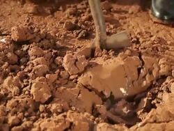 Oyster Stock Footage