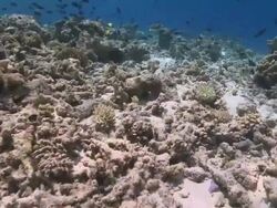 Track forward over damaged Hard Coral reef, Vaavu Atoll, The Maldives Stock Footage