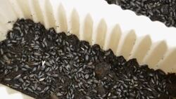 panning : Sowing sunflower seeds in two long flowerpot Stock Footage