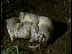 CU male and female Grey short-tailed Opossum mating, female struggling Stock Footage