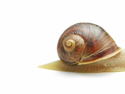 Snail on white background Stock Footage