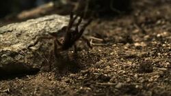 A baboon spider rears its legs and throws a tantrum. Stock Footage