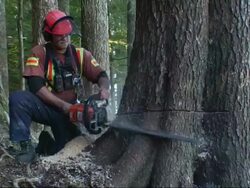 Lumberjack cutting into a tree using a chainsaw Stock Footage