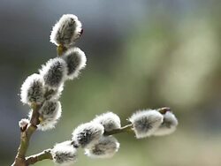 Pussy Willow Stock Footage