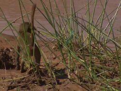 Young baboon nervously crosses water, amusing; with audio, Kenya Stock Footage