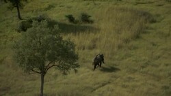 An elephant trots across a grassy plain. Stock Footage