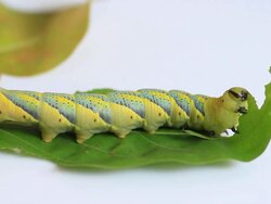 Caterpillar eating green leaf Stock Footage