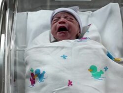 Line of newborn babies in a hospital Stock Footage