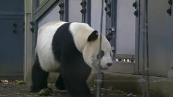 CLEAN : Get a room Tokyo zoos bashful pandas try for a baby News Clip