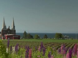 Field near the sea  Stock Footage