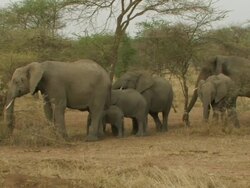 African Bush Elephant (Loxodonta africana) family feeding, Serengeti, Tanzania Stock Footage