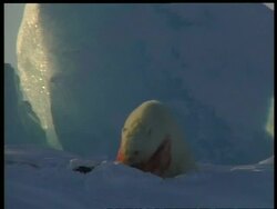 MS blood stained Polar Bear, Ursus maritimus, eating seal, Arctic Circle Stock Footage