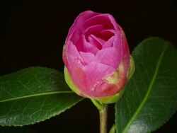 "ECU ZO T/L Shot of Camellia flowering flower opens in studio from bud stamens emerge with dark green waxy leaves on black background / London, Greater London, United Kingdom" Stock Footage