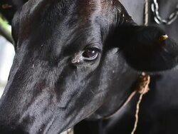 Dairy cows at farm ,Thailand Stock Footage