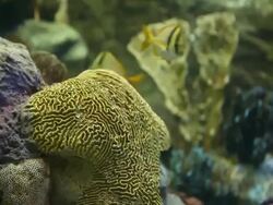 Tropical fishes Stock Footage