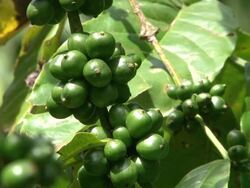 Fairtrade coffee beans at coffee-plantation in Ecuador Stock Footage
