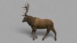 Stag Walk with Alpha Channel (Loopable) Stock Footage