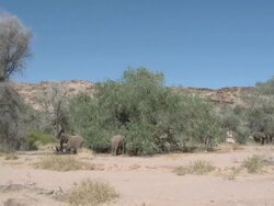 Desert Elephants (Loxodonta africana) in habitat, Ugab River Basin, Namibia: desert-dwelling population of African Bush Elephant though not distinct subspecies Stock Footage