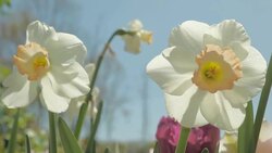 White Tulip Flower, Plant and Garden Stock Footage