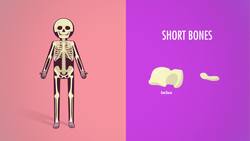 The Skeletal System: Crash Course A&P Instructional Video
