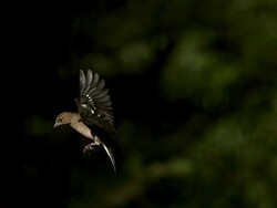 Common Chaffinch, fringilla coelebs, Female taking off from Tree Trunk, Flapping wings and Landing, Slow motion Stock Footage