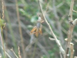 Stupid Grasshopper!!! Stock Footage