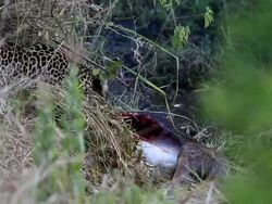 Leopard eating at secret place - camouflage Stock Footage
