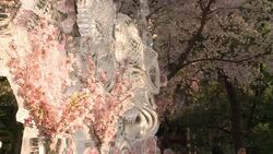 CLEAN : Cherry blossom gives inspiration to Japanese artist News Clip