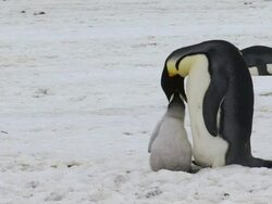 WS View of Emperor Penguin feeding chick / Antarctica Stock Footage