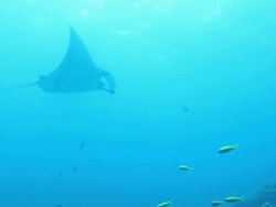 MS View of Stingray Close to Reef in Indian Ocean / Christmas Island, Australia Stock Footage