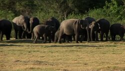 Elephant census causing controversy News Clip
