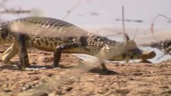 A small crocodile walks across a dry riverbank, then lies down. Stock Footage