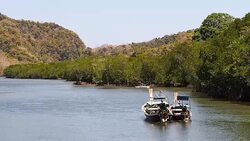 Mangrove forest Stock Footage