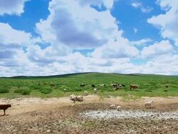 Cattles group on grassland Stock Footage