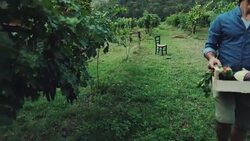 Hipster man with grocery box Stock Footage