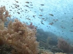 Huge shoal of fish, coral in foreground, Southern Visayas, Philippines Stock Footage