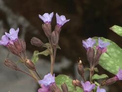 HD: Pasqueflower Stock Footage