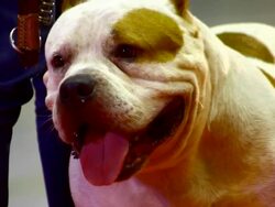 white bulldog Stock Footage