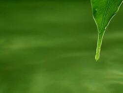 Green leaf Stock Footage