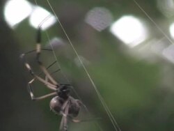 Orb web spider Stock Footage