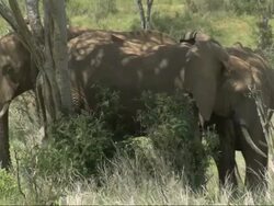 Group of African Bush Elephants (Loxodonta africana) sheltering under shade of tree, Kenya, Africa Stock Footage