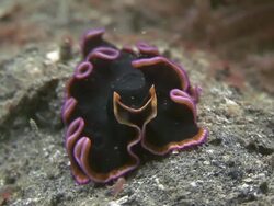 Flat Worm (Sea Slug) Stock Footage